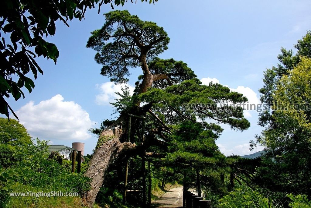 YTS_YTS_20190720_日本東北秋田田沢湖蓬莱の松／白濱／平福百穗歌碑Japan Tohoku Akita Horai Pine011_539A3217.jpg