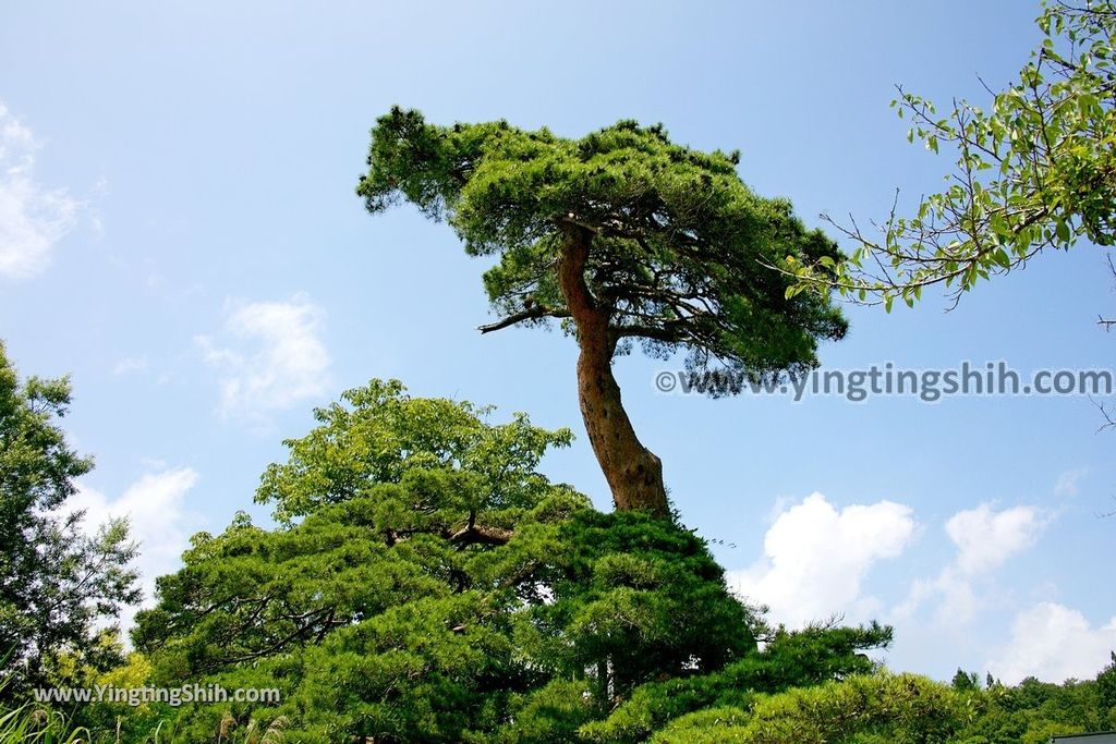 YTS_YTS_20190720_日本東北秋田田沢湖蓬莱の松／白濱／平福百穗歌碑Japan Tohoku Akita Horai Pine026_539A3253.jpg