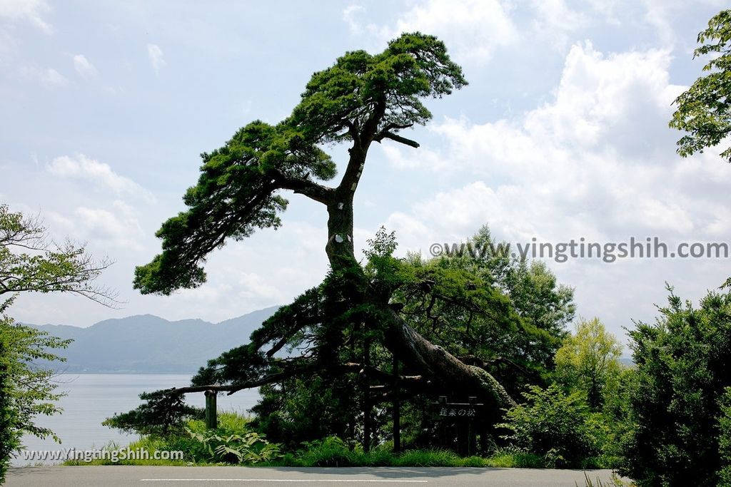 YTS_YTS_20190720_日本東北秋田田沢湖蓬莱の松／白濱／平福百穗歌碑Japan Tohoku Akita Horai Pine029_539A3270.jpg