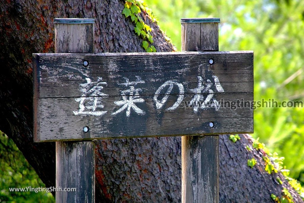 YTS_YTS_20190720_日本東北秋田田沢湖蓬莱の松／白濱／平福百穗歌碑Japan Tohoku Akita Horai Pine032_539A3263.jpg