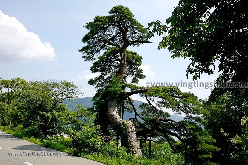 YTS_YTS_20190720_日本東北秋田田沢湖蓬莱の松／白濱／平福百穗歌碑Japan Tohoku Akita Horai Pine031_539A3286.jpg