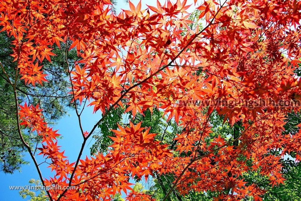 YTS_YTS_20190721_日本東北秋田角館武家屋敷／日本道百選／陸奧小京都／桜並木Japan Tohoku Akita Samurai House／Sakuranamiki118_539A5036.jpg