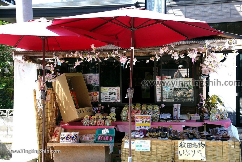 YTS_YTS_20190721_日本東北秋田角館武家屋敷／日本道百選／陸奧小京都／桜並木Japan Tohoku Akita Samurai House／Sakuranamiki219_539A5152.jpg