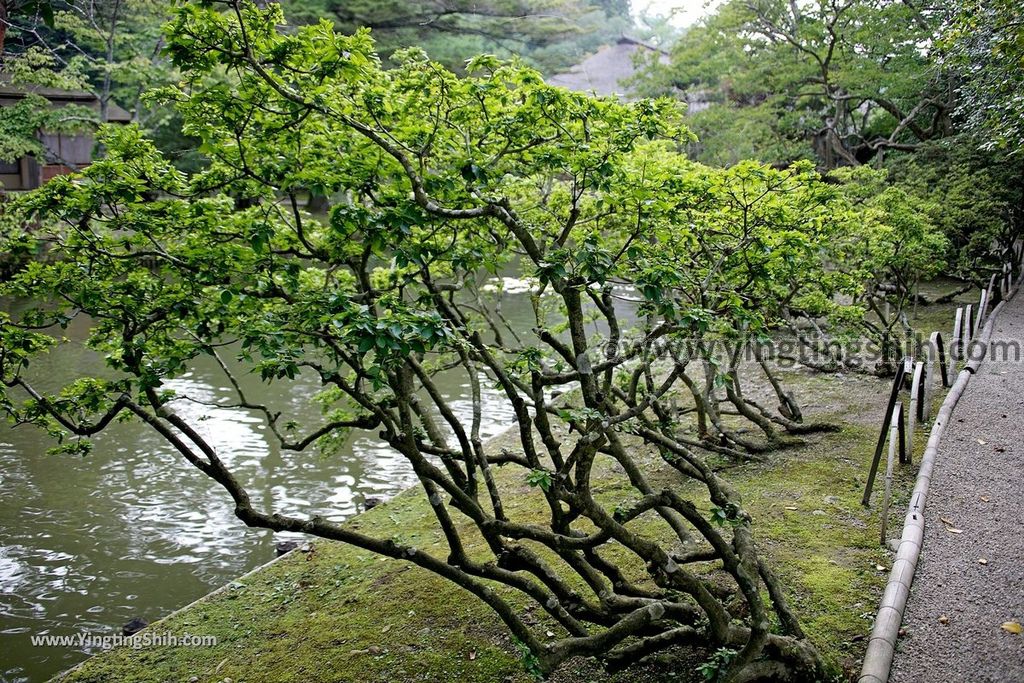 YTS_YTS_20190730_日本東北宮城大崎旧有備館／有備館の森公園／茶、兜、鶴、龜島Japan Tohoku Miyagi Yubikan Garden086_539A2774.jpg