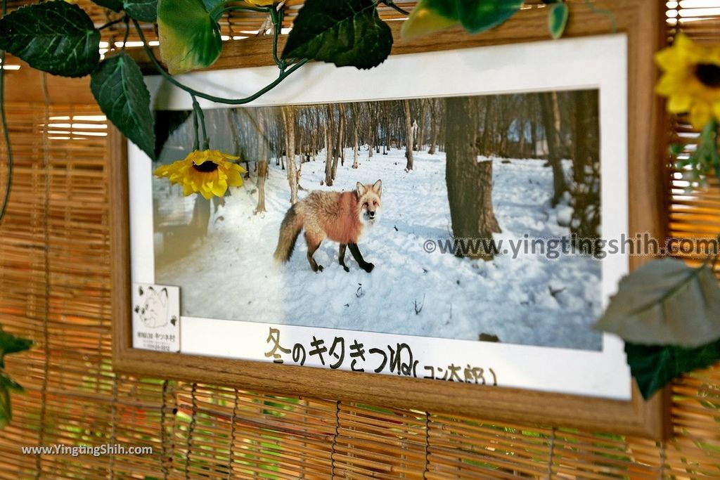 YTS_YTS_20190818_日本東北宮城蔵王狐狸村（抱狐狸體驗）／キツネ村Japan Tohoku Miyagi Zao Fox Village028_539A9912.jpg