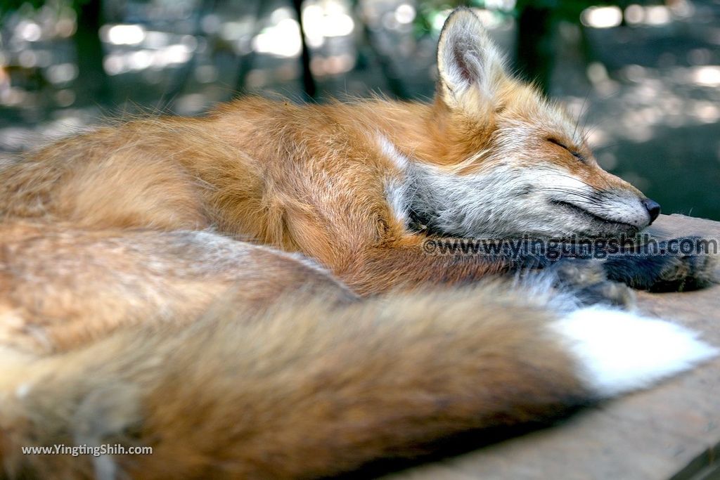 YTS_YTS_20190818_日本東北宮城蔵王狐狸村（抱狐狸體驗）／キツネ村Japan Tohoku Miyagi Zao Fox Village042_539A9978.jpg