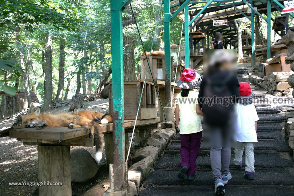 YTS_YTS_20190818_日本東北宮城蔵王狐狸村（抱狐狸體驗）／キツネ村Japan Tohoku Miyagi Zao Fox Village040_539A9966.jpg