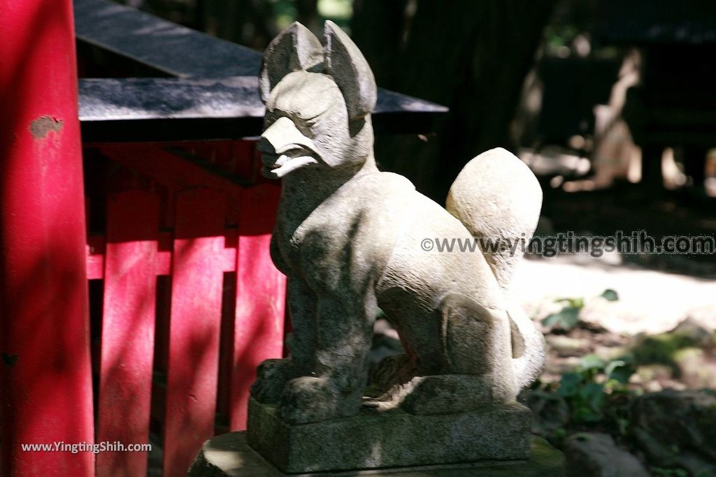 YTS_YTS_20190818_日本東北宮城蔵王狐狸村（抱狐狸體驗）／キツネ村Japan Tohoku Miyagi Zao Fox Village057_539A0088.jpg