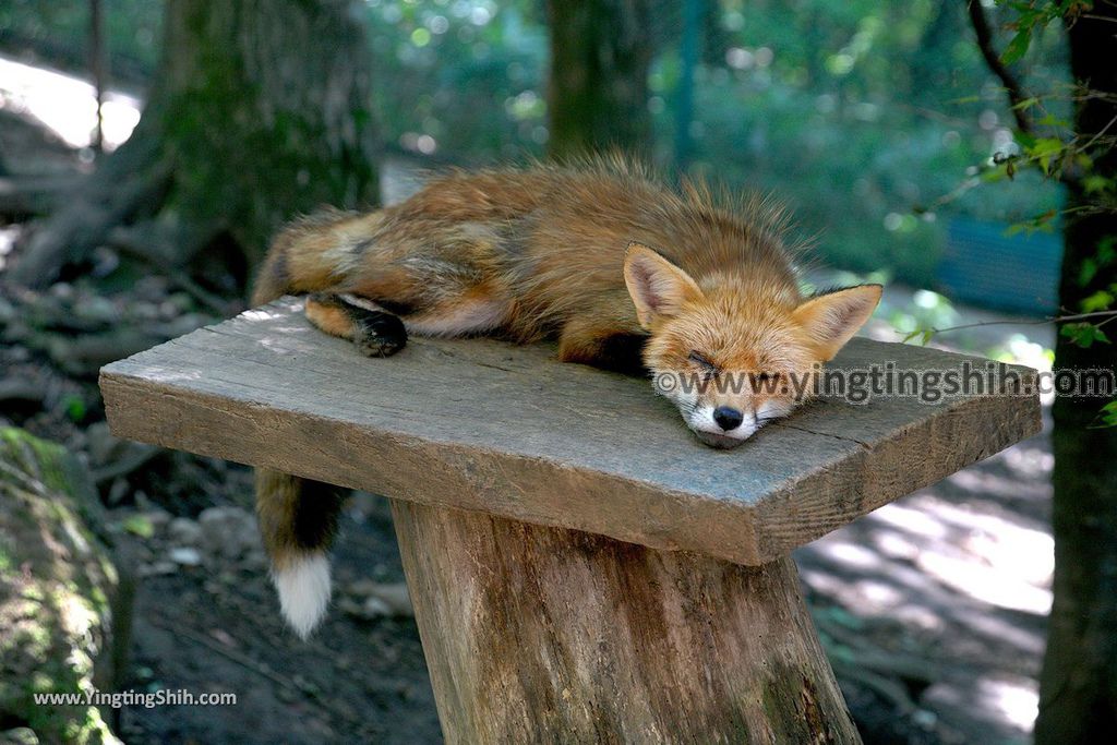 YTS_YTS_20190818_日本東北宮城蔵王狐狸村（抱狐狸體驗）／キツネ村Japan Tohoku Miyagi Zao Fox Village061_539A0076.jpg