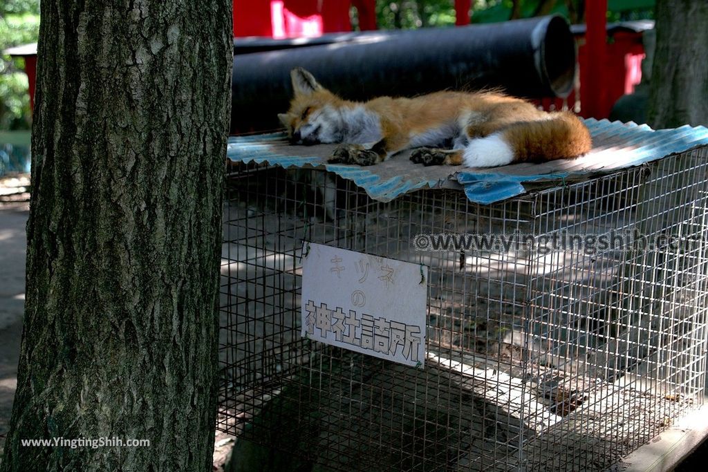 YTS_YTS_20190818_日本東北宮城蔵王狐狸村（抱狐狸體驗）／キツネ村Japan Tohoku Miyagi Zao Fox Village060_539A0079.jpg