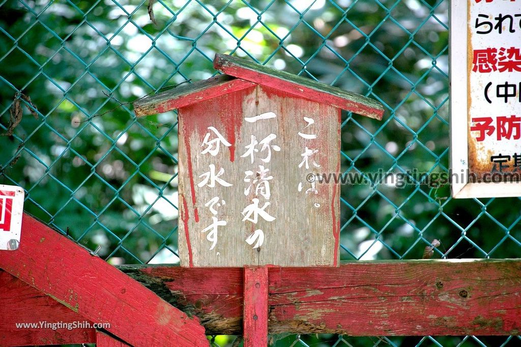 YTS_YTS_20190818_日本東北宮城蔵王狐狸村（抱狐狸體驗）／キツネ村Japan Tohoku Miyagi Zao Fox Village064_539A0089.jpg