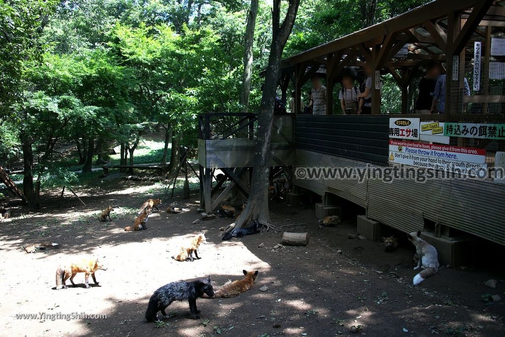 YTS_YTS_20190818_日本東北宮城蔵王狐狸村（抱狐狸體驗）／キツネ村Japan Tohoku Miyagi Zao Fox Village076_539A0960.jpg