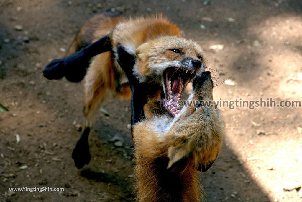 YTS_YTS_20190818_日本東北宮城蔵王狐狸村（抱狐狸體驗）／キツネ村Japan Tohoku Miyagi Zao Fox Village092_539A0708.jpg