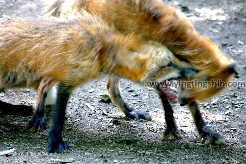 YTS_YTS_20190818_日本東北宮城蔵王狐狸村（抱狐狸體驗）／キツネ村Japan Tohoku Miyagi Zao Fox Village093_539A1034.jpg