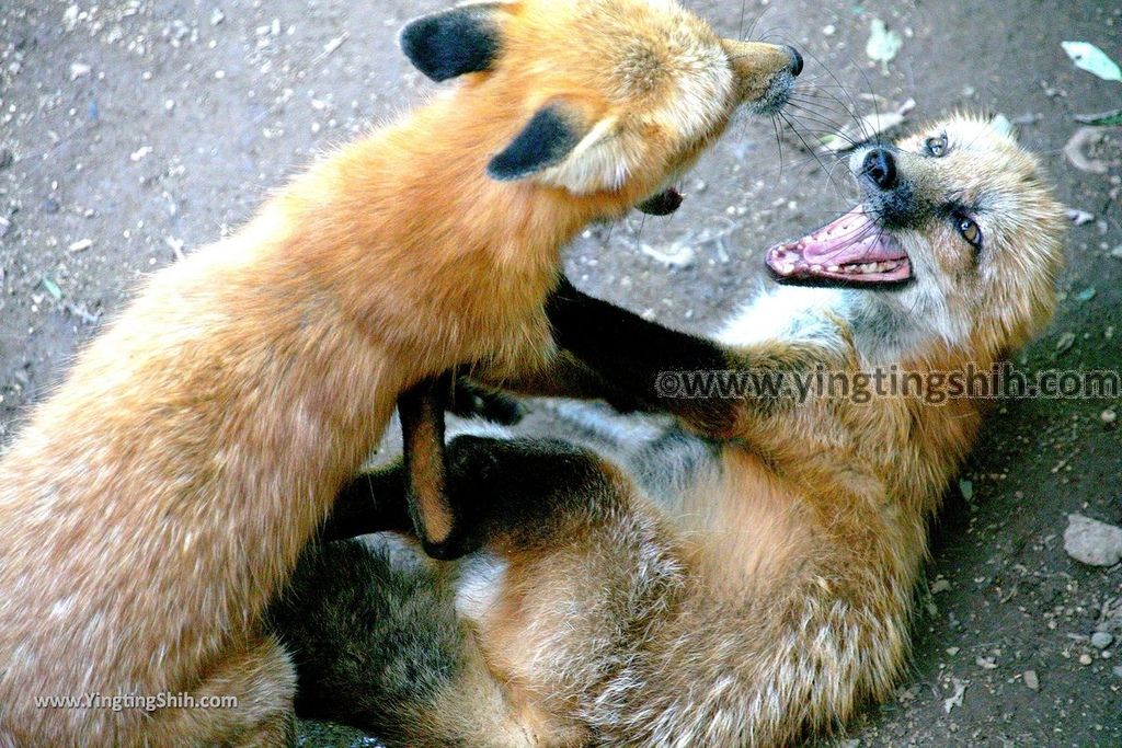 YTS_YTS_20190818_日本東北宮城蔵王狐狸村（抱狐狸體驗）／キツネ村Japan Tohoku Miyagi Zao Fox Village094_539A0929.jpg