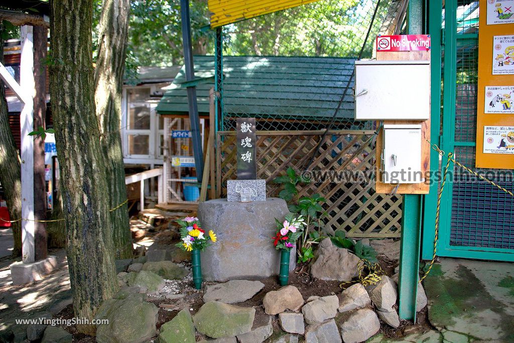 YTS_YTS_20190818_日本東北宮城蔵王狐狸村（抱狐狸體驗）／キツネ村Japan Tohoku Miyagi Zao Fox Village111_539A1115.jpg