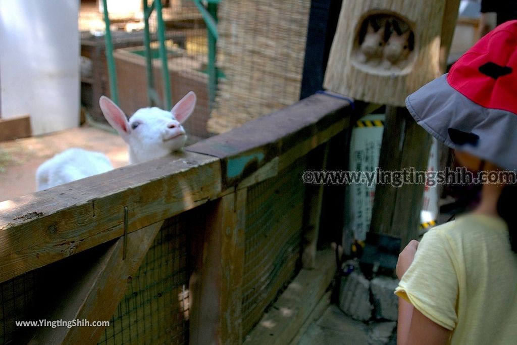 YTS_YTS_20190818_日本東北宮城蔵王狐狸村（抱狐狸體驗）／キツネ村Japan Tohoku Miyagi Zao Fox Village121_539A1158.jpg