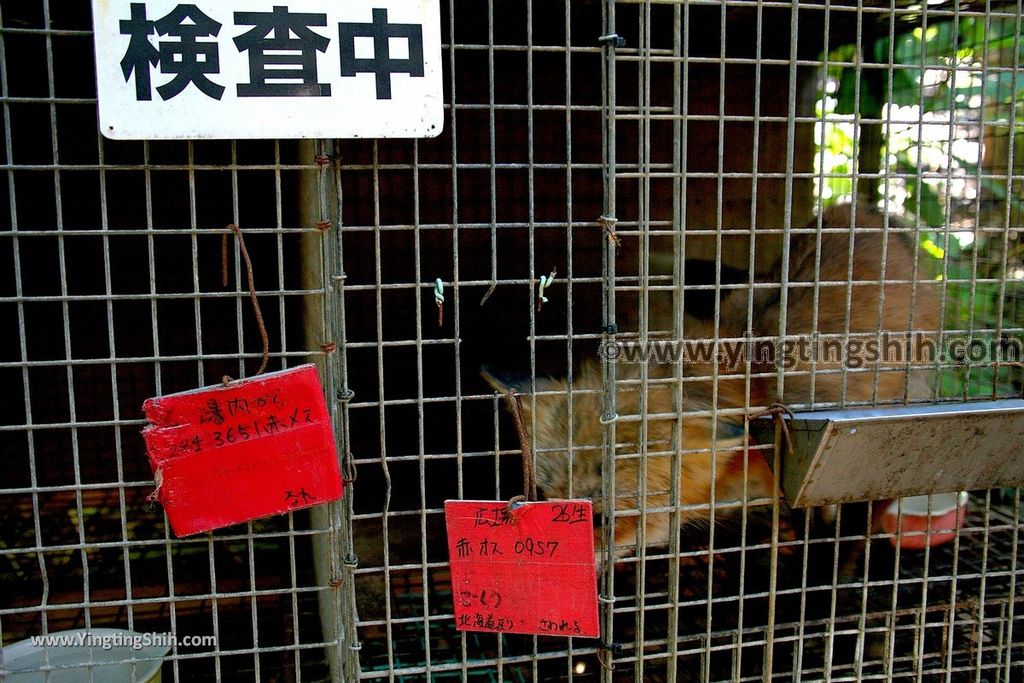 YTS_YTS_20190818_日本東北宮城蔵王狐狸村（抱狐狸體驗）／キツネ村Japan Tohoku Miyagi Zao Fox Village127_539A1166.jpg