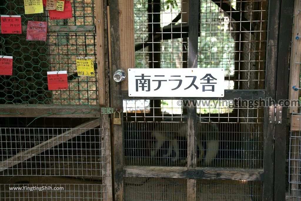 YTS_YTS_20190818_日本東北宮城蔵王狐狸村（抱狐狸體驗）／キツネ村Japan Tohoku Miyagi Zao Fox Village148_539A9935.jpg