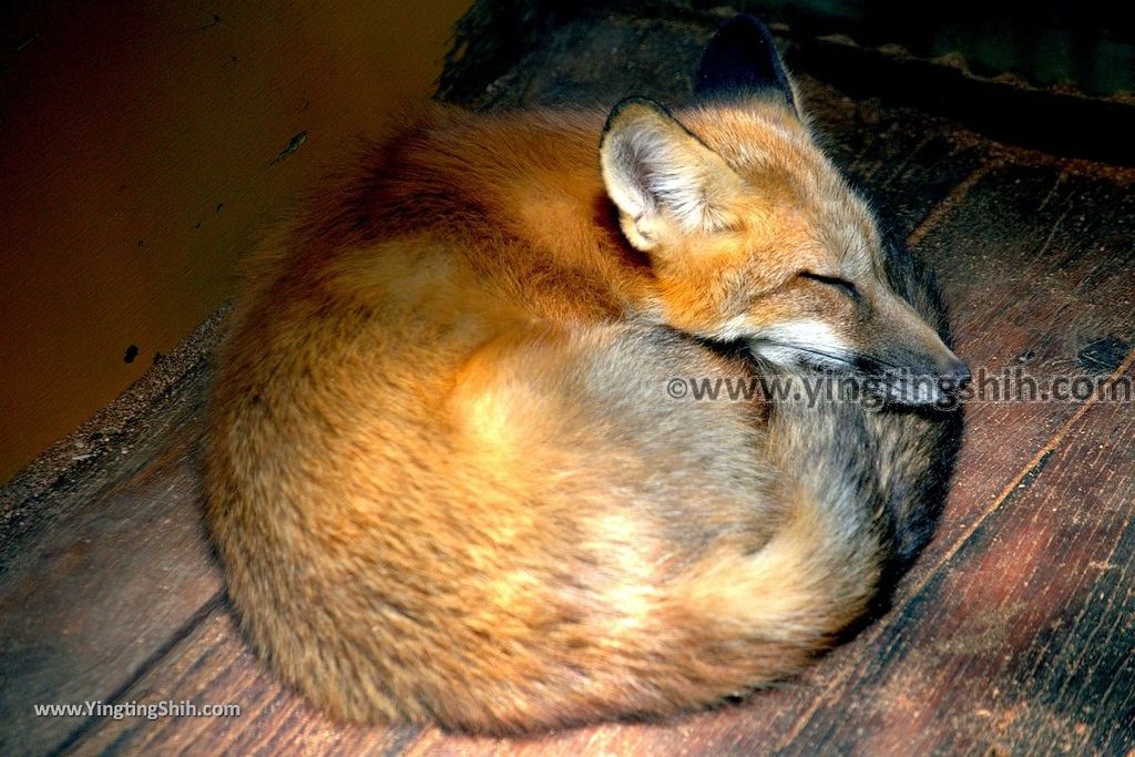 YTS_YTS_20190818_日本東北宮城蔵王狐狸村（抱狐狸體驗）／キツネ村Japan Tohoku Miyagi Zao Fox Village163_539A1279.jpg