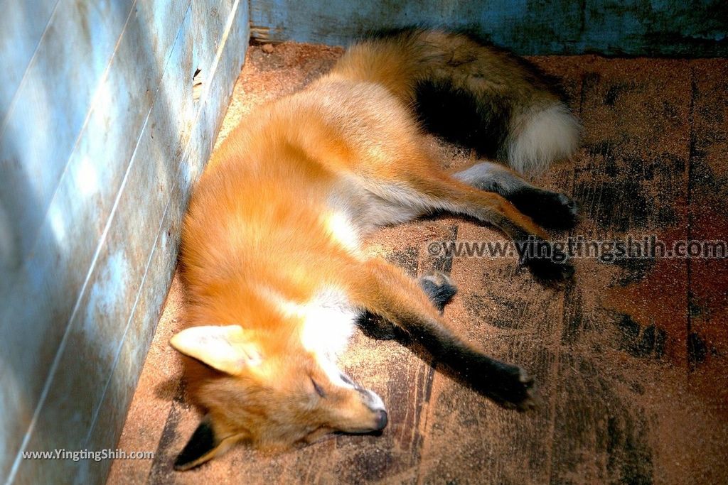 YTS_YTS_20190818_日本東北宮城蔵王狐狸村（抱狐狸體驗）／キツネ村Japan Tohoku Miyagi Zao Fox Village164_539A1284.jpg