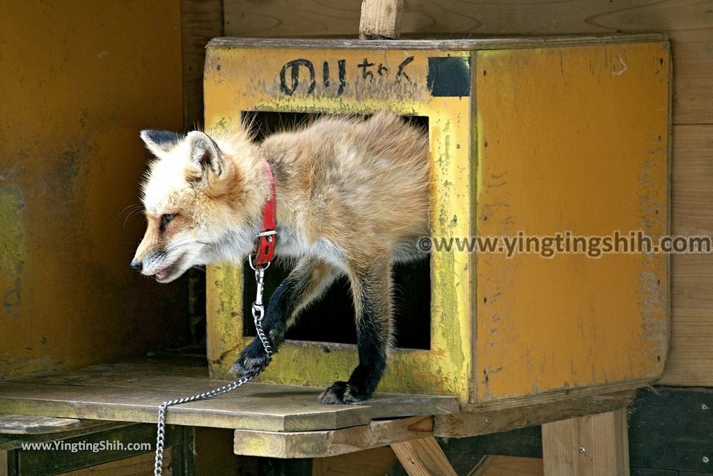 YTS_YTS_20190818_日本東北宮城蔵王狐狸村（抱狐狸體驗）／キツネ村Japan Tohoku Miyagi Zao Fox Village173_539A1148.jpg