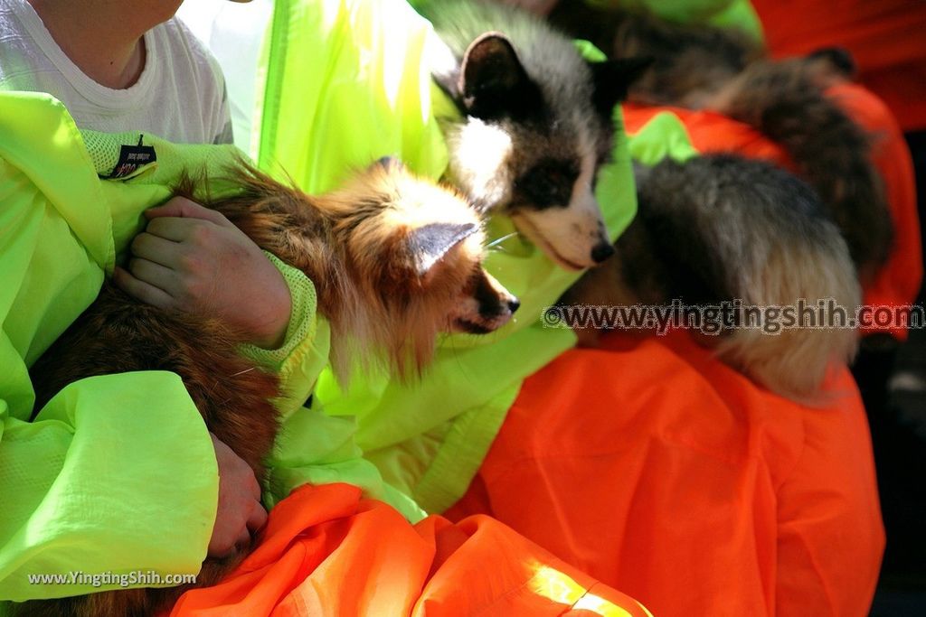 YTS_YTS_20190818_日本東北宮城蔵王狐狸村（抱狐狸體驗）／キツネ村Japan Tohoku Miyagi Zao Fox Village170_539A1123.jpg