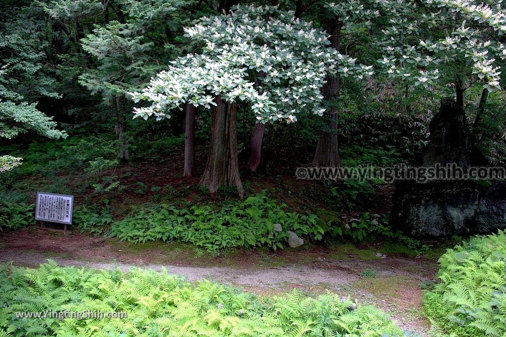 YTS_YTS_20190811_日本關東櫪木湯本免費足湯／愛宕福神水／那須温泉神社／五葉松Japan Kanto Tochigi Foot Bath066_539A7379.jpg