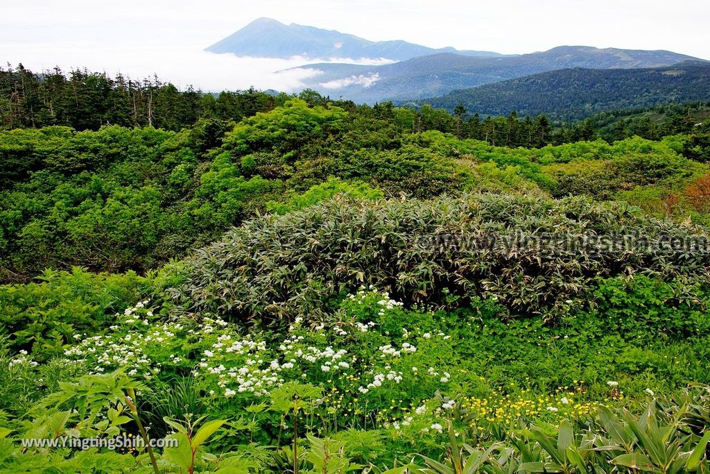 YTS_YTS_20190722_日本東北岩手八幡平山頂樹海／見返峠／鏡沼／八幡沼Japan Tohoku Iwate Mount Hachimantai／Mikaeri Pass027_539A5855.jpg