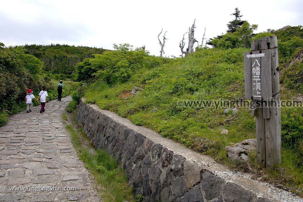 YTS_YTS_20190722_日本東北岩手八幡平山頂樹海／見返峠／鏡沼／八幡沼Japan Tohoku Iwate Mount Hachimantai／Mikaeri Pass088_539A5981.jpg