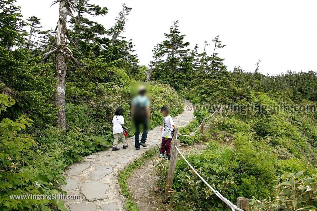 YTS_YTS_20190722_日本東北岩手八幡平山頂樹海／見返峠／鏡沼／八幡沼Japan Tohoku Iwate Mount Hachimantai／Mikaeri Pass107_539A6030.jpg