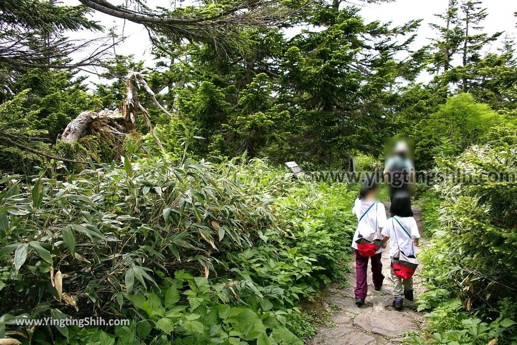 YTS_YTS_20190722_日本東北岩手八幡平山頂樹海／見返峠／鏡沼／八幡沼Japan Tohoku Iwate Mount Hachimantai／Mikaeri Pass120_539A6091.jpg