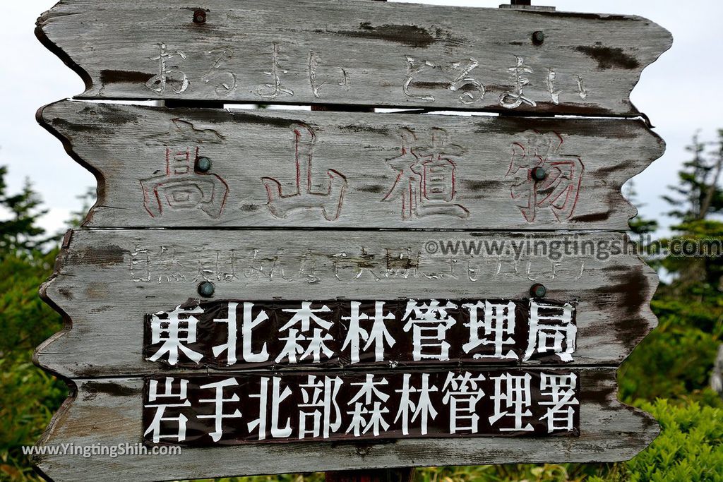 YTS_YTS_20190722_日本東北岩手八幡平山頂樹海／見返峠／鏡沼／八幡沼Japan Tohoku Iwate Mount Hachimantai／Mikaeri Pass147_539A6145.jpg