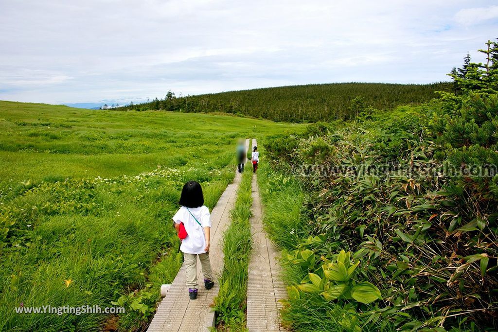 YTS_YTS_20190722_日本東北岩手八幡平山頂樹海／見返峠／鏡沼／八幡沼Japan Tohoku Iwate Mount Hachimantai／Mikaeri Pass185_539A6239.jpg