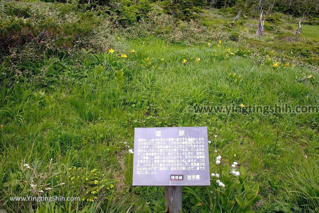 YTS_YTS_20190722_日本東北岩手八幡平山頂樹海／見返峠／鏡沼／八幡沼Japan Tohoku Iwate Mount Hachimantai／Mikaeri Pass187_539A6255.jpg