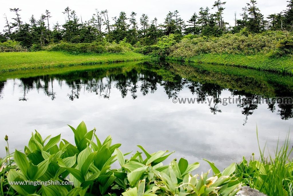 YTS_YTS_20190722_日本東北岩手八幡平山頂樹海／見返峠／鏡沼／八幡沼Japan Tohoku Iwate Mount Hachimantai／Mikaeri Pass218_539A6505.jpg