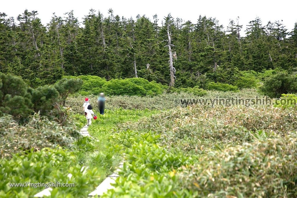 YTS_YTS_20190722_日本東北岩手八幡平山頂樹海／見返峠／鏡沼／八幡沼Japan Tohoku Iwate Mount Hachimantai／Mikaeri Pass222_539A6522.jpg