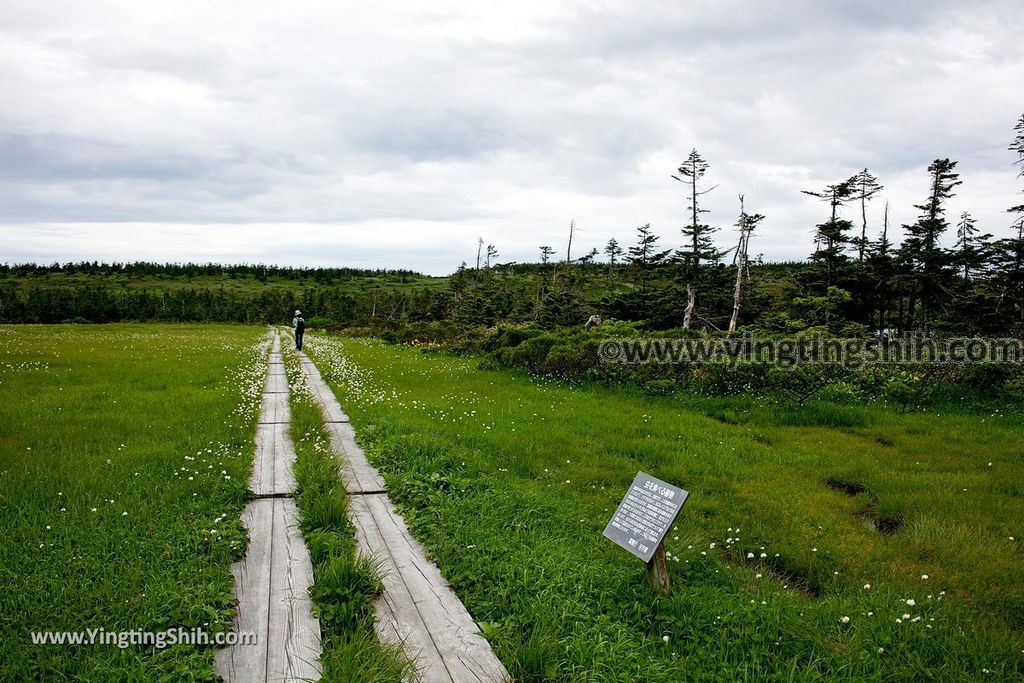 YTS_YTS_20190722_日本東北岩手八幡平山頂樹海／見返峠／鏡沼／八幡沼Japan Tohoku Iwate Mount Hachimantai／Mikaeri Pass224_539A6532.jpg