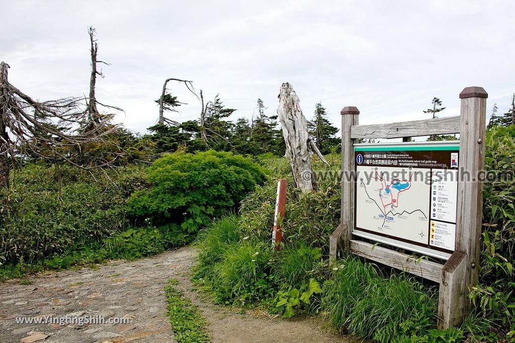 YTS_YTS_20190722_日本東北岩手八幡平山頂樹海／見返峠／鏡沼／八幡沼Japan Tohoku Iwate Mount Hachimantai／Mikaeri Pass258_539A6664.jpg