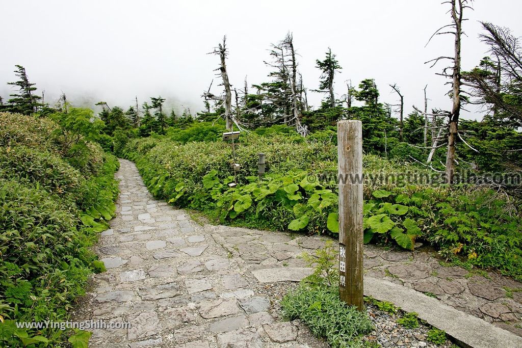 YTS_YTS_20190722_日本東北岩手八幡平山頂樹海／見返峠／鏡沼／八幡沼Japan Tohoku Iwate Mount Hachimantai／Mikaeri Pass270_539A6779.jpg