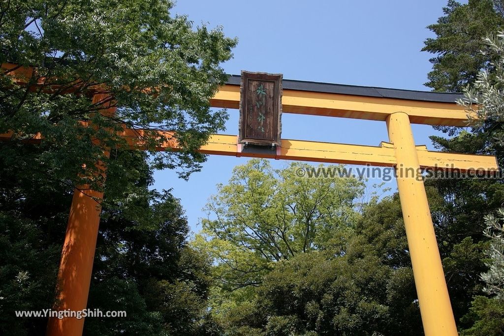 YTS_YTS_20190804_日本關東埼玉川越結緣風鈴祭／冰川神社／鯛魚籤／御神木apan Kanto Saitama Kawagoe Hikawa Shrine012_539A1997.jpg