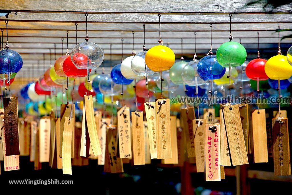 YTS_YTS_20190804_日本關東埼玉川越結緣風鈴祭／冰川神社／鯛魚籤／御神木apan Kanto Saitama Kawagoe Hikawa Shrine029_539A2044.jpg