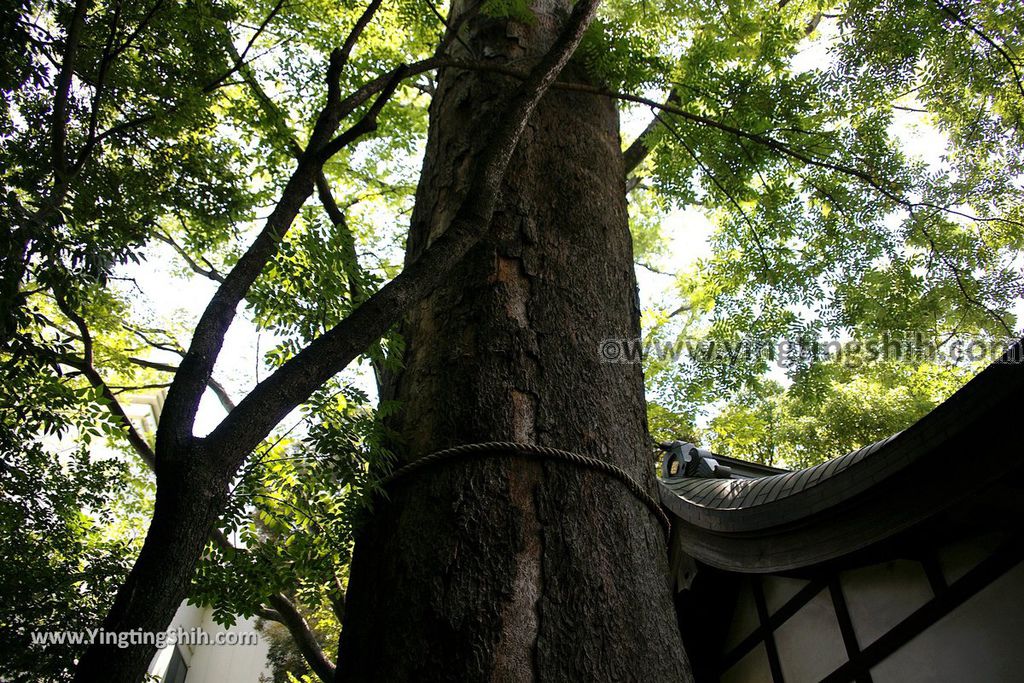 YTS_YTS_20190804_日本關東埼玉川越結緣風鈴祭／冰川神社／鯛魚籤／御神木apan Kanto Saitama Kawagoe Hikawa Shrine032_539A2064.jpg