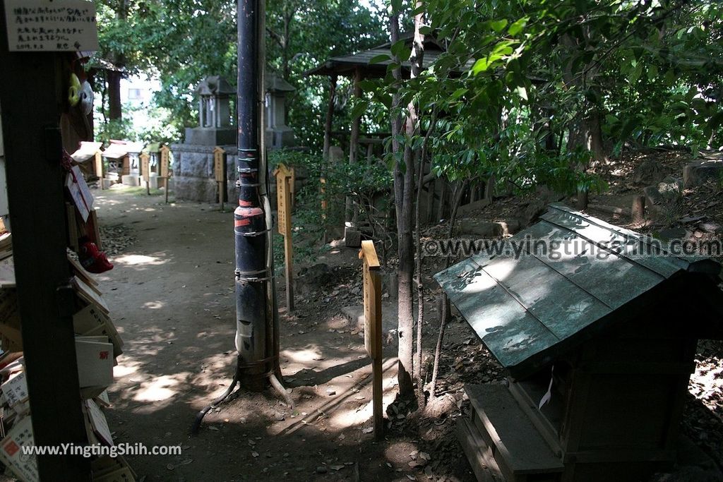 YTS_YTS_20190804_日本關東埼玉川越結緣風鈴祭／冰川神社／鯛魚籤／御神木apan Kanto Saitama Kawagoe Hikawa Shrine051_539A2090.jpg