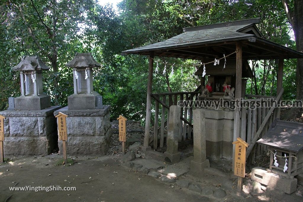 YTS_YTS_20190804_日本關東埼玉川越結緣風鈴祭／冰川神社／鯛魚籤／御神木apan Kanto Saitama Kawagoe Hikawa Shrine054_539A2093.jpg