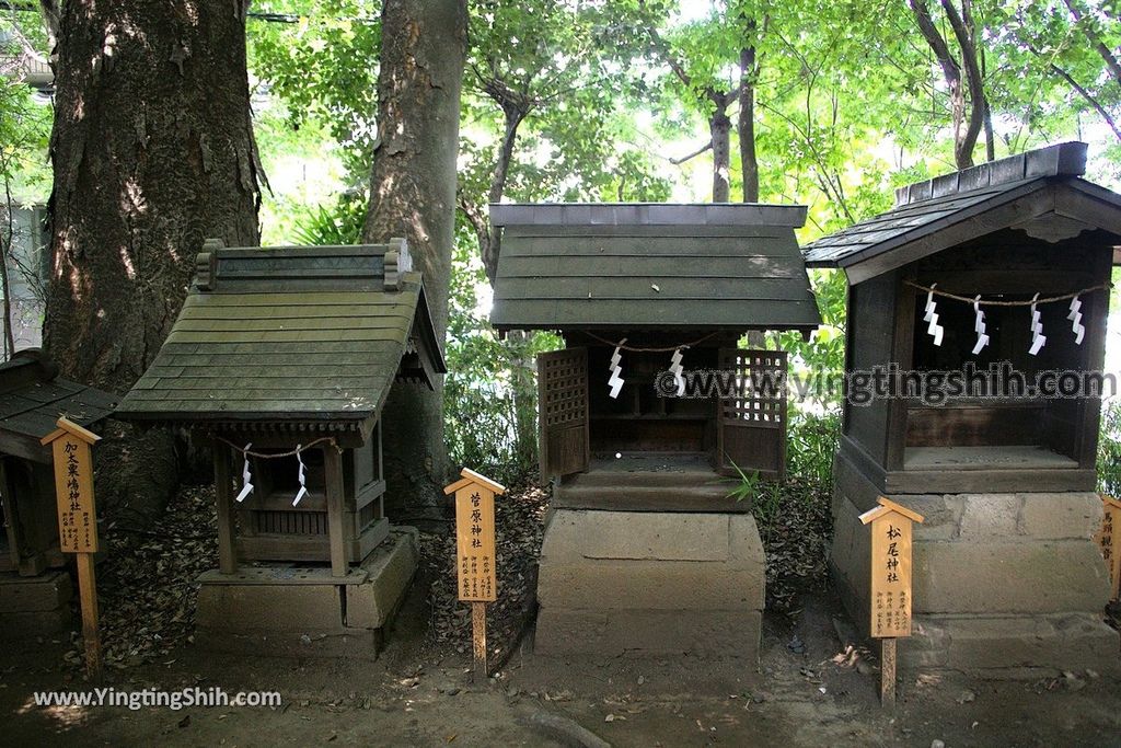 YTS_YTS_20190804_日本關東埼玉川越結緣風鈴祭／冰川神社／鯛魚籤／御神木apan Kanto Saitama Kawagoe Hikawa Shrine053_539A2099.jpg