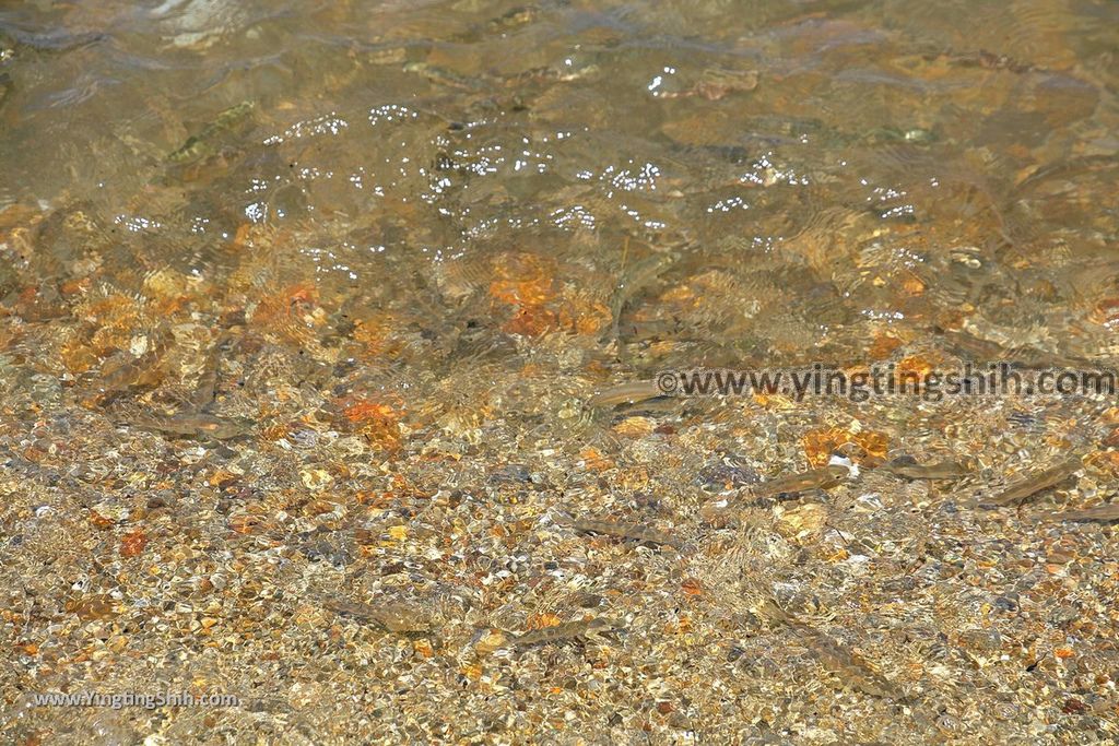 YTS_YTS_20190720_日本東北秋田田沢湖（深度日本第一）／未来館／國鱒魚Japan Tohoku Akita Lake Tazawa Kunimasu Museum140_539A2712.jpg