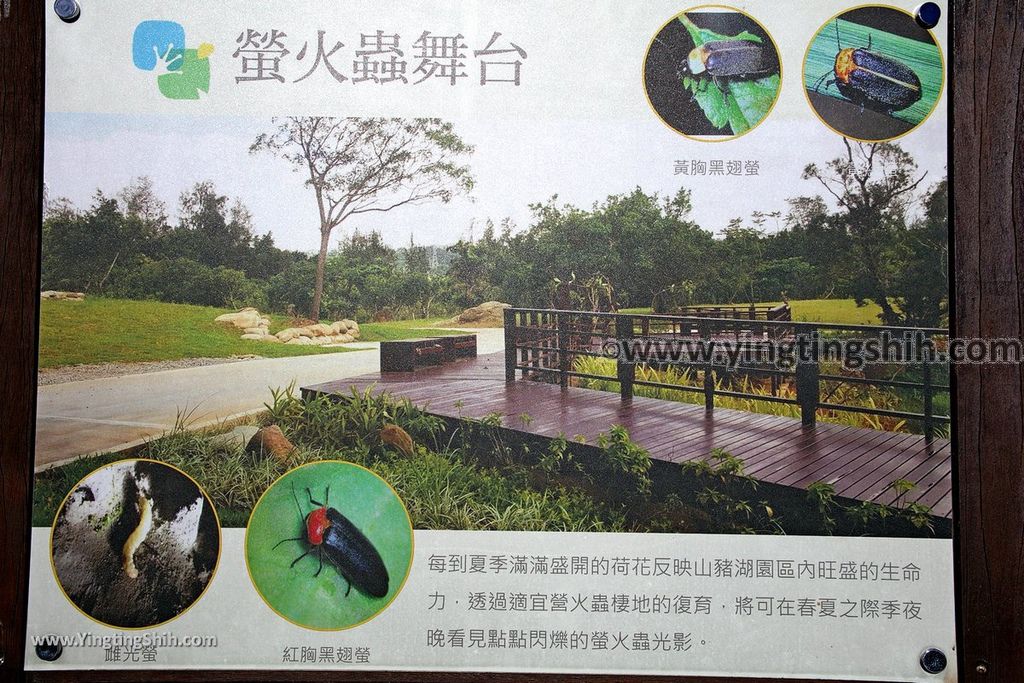 YTS_YTS_20190929_桃園大溪山豬湖生態親水園區／月眉人工濕地生態公園Taoyuan Daxi Shanzhuhu Riverside Park040_539A7990.jpg