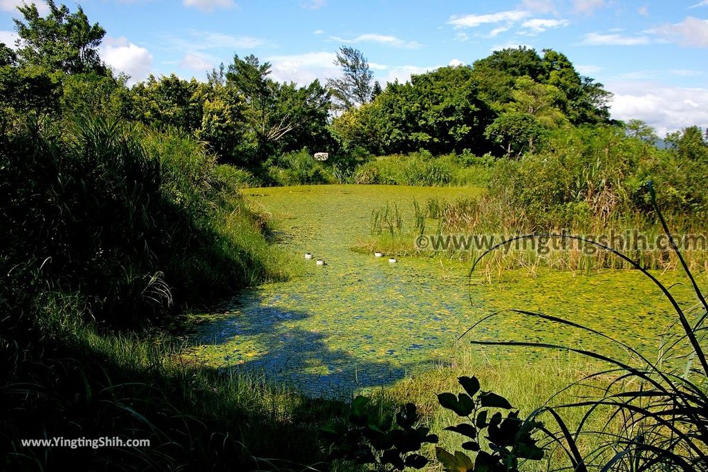 YTS_YTS_20190929_桃園大溪山豬湖生態親水園區／月眉人工濕地生態公園Taoyuan Daxi Shanzhuhu Riverside Park071_539A8065.jpg