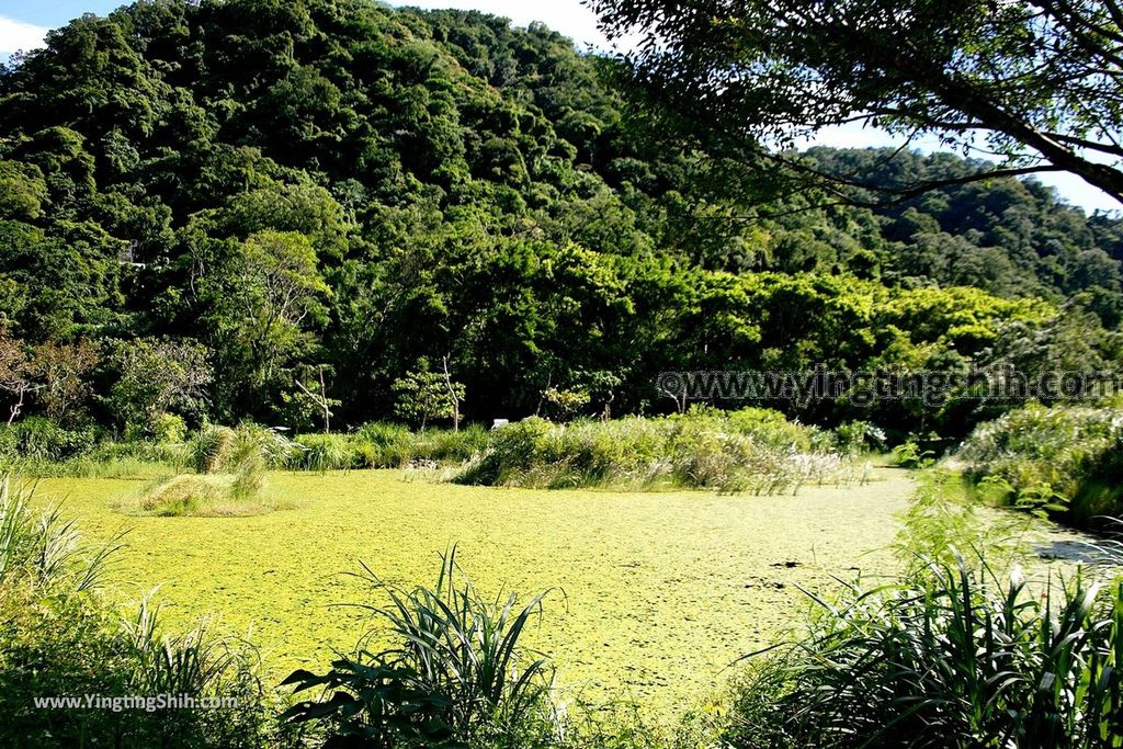 YTS_YTS_20190929_桃園大溪山豬湖生態親水園區／月眉人工濕地生態公園Taoyuan Daxi Shanzhuhu Riverside Park117_539A8168.jpg